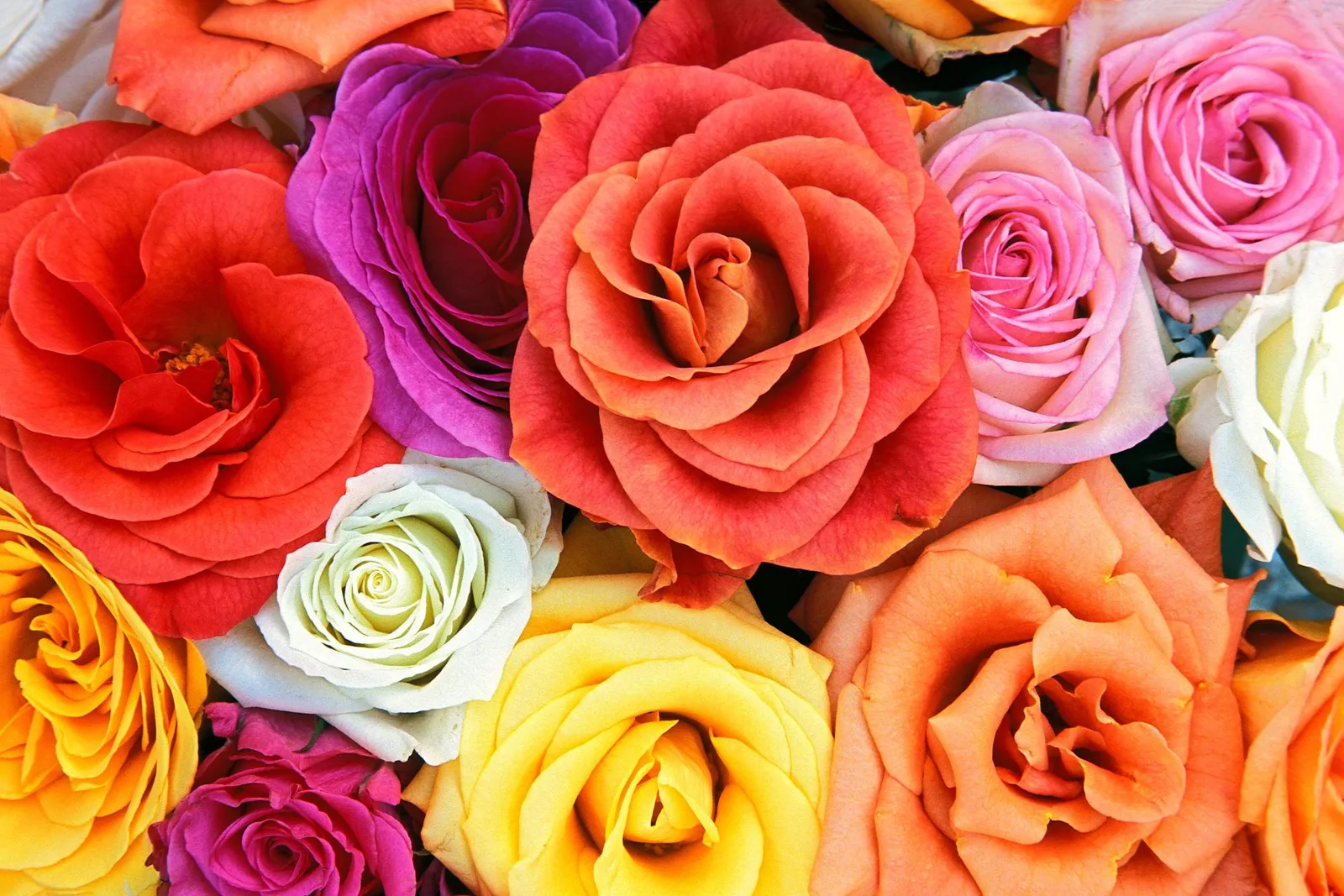 A close-up view of a bouquet of roses in various bright colors including red, orange, pink, purple, yellow, and white.
