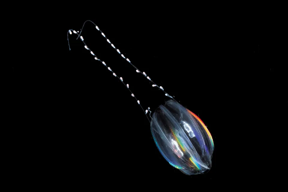 A transparent comb jellyfish with iridescent rainbow colors and glowing white dots trails in the dark ocean.