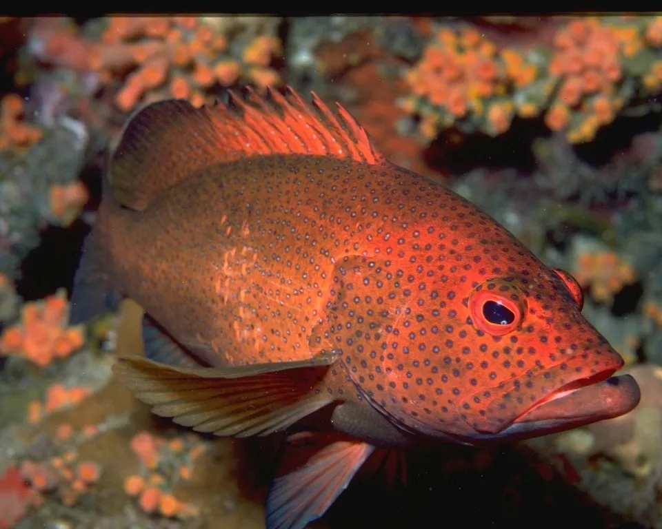 A bright orange fish with blue spots, a coral grouper, swims near a colorful coral reef.
