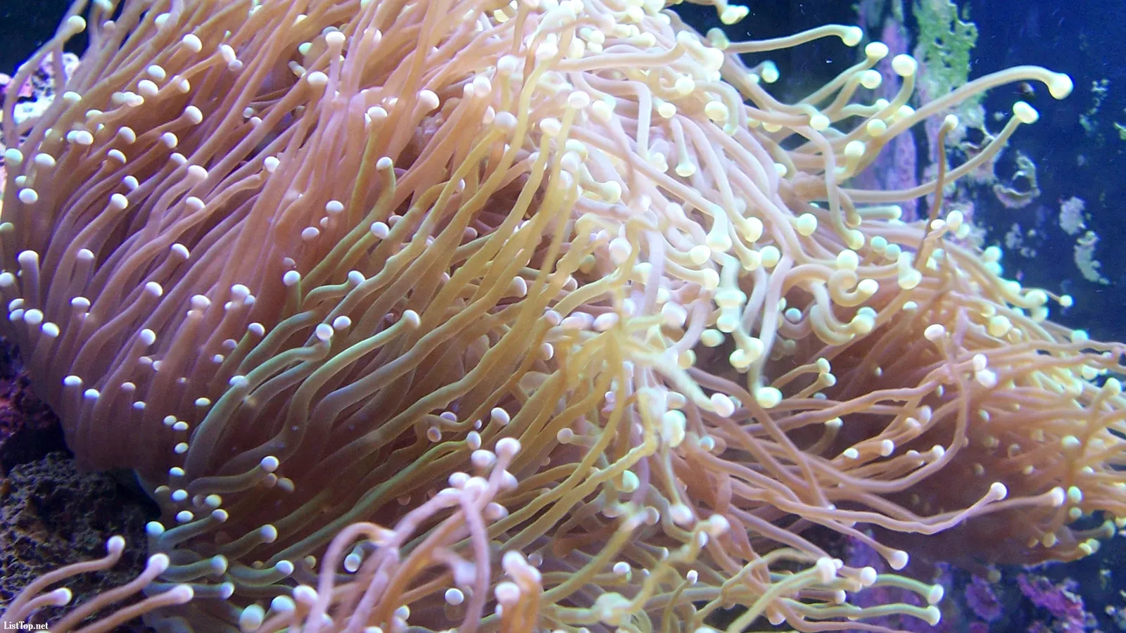 A close-up view of a colony of coral polyps with long, flowing tentacles and small, bulbous tips.