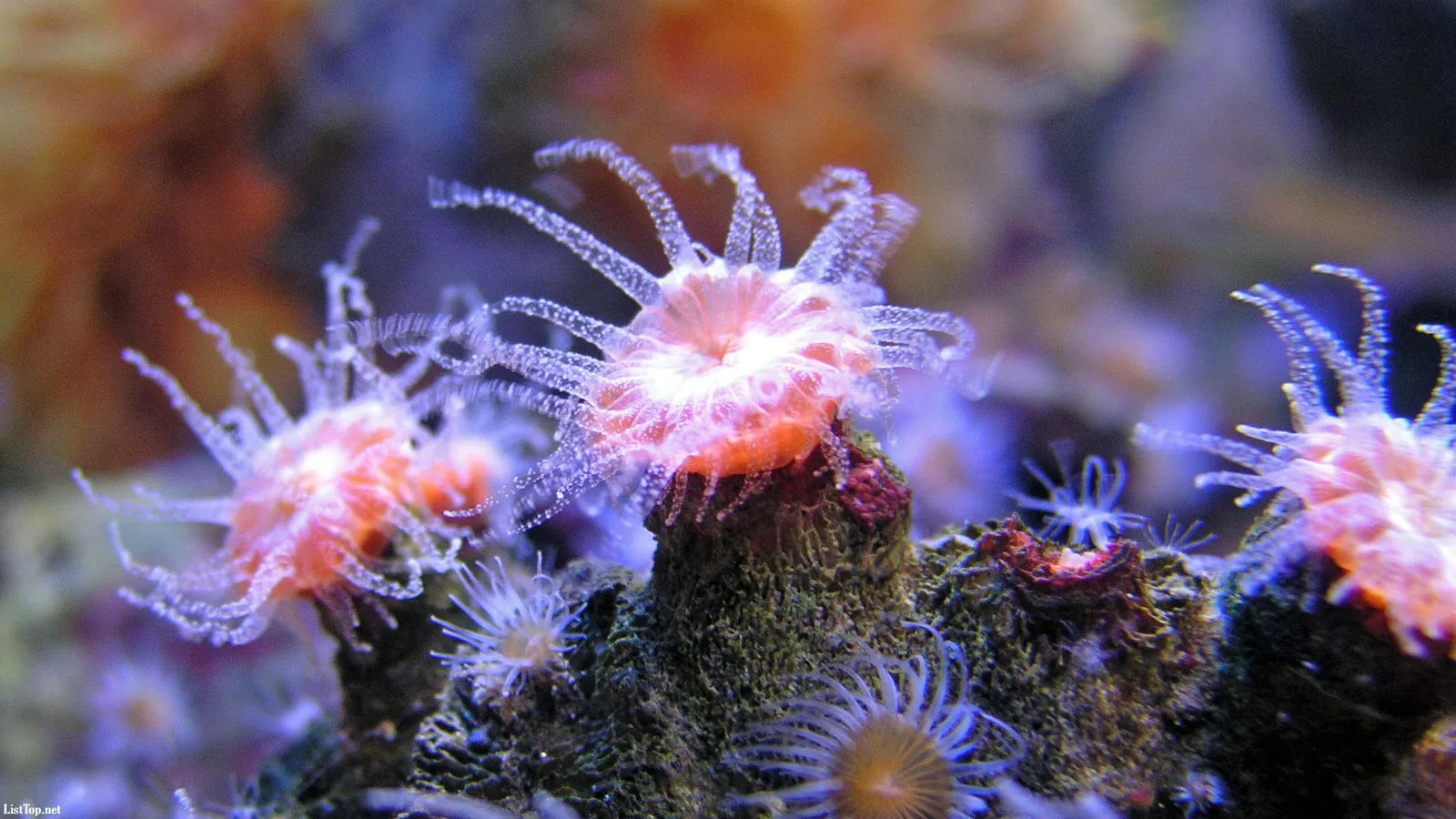 Close-up view of pink and orange coral polyps with delicate tentacles extended.