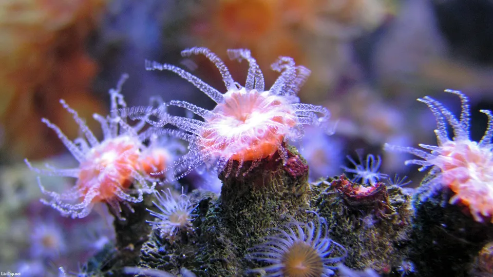 Close-up view of pink and orange coral polyps with delicate tentacles extended.