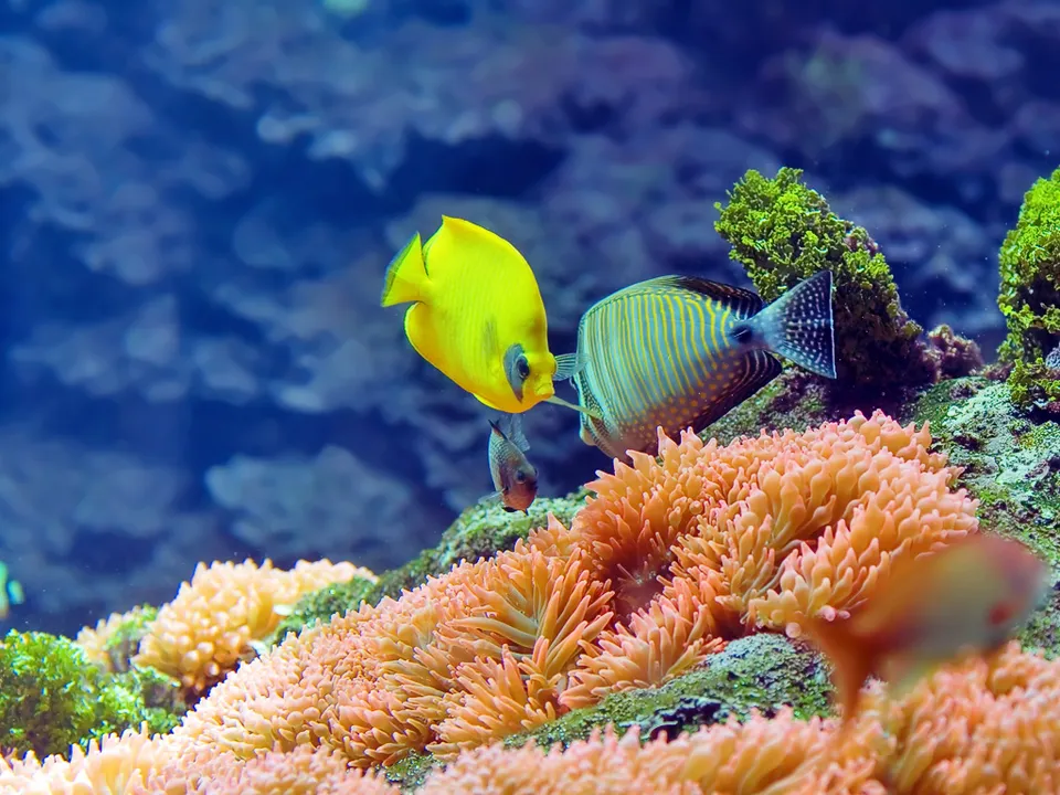 A bright yellow tang and a striped surgeonfish swim near orange anemones on a coral reef.