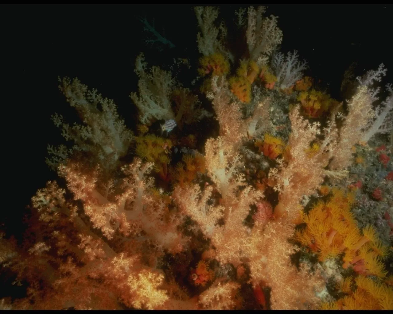 A close-up view of a colorful coral reef with various soft corals and a small fish.