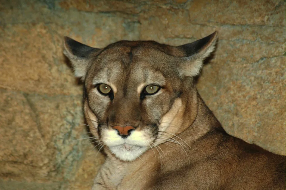 A close-up portrait of a cougar's face with piercing green eyes and tan fur, set against a rocky background.
