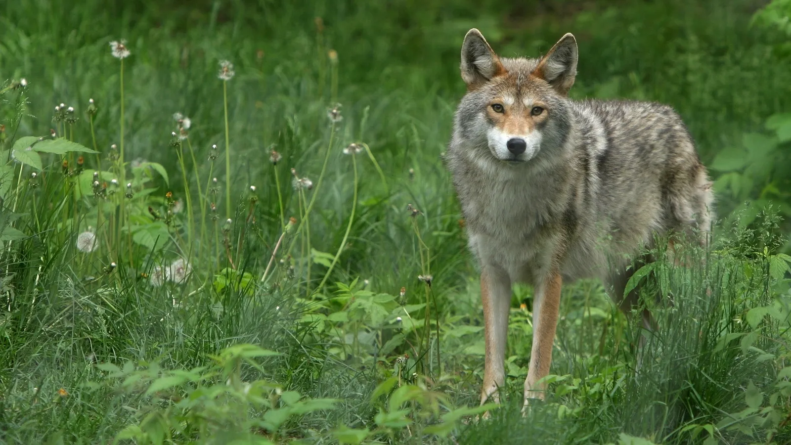 A coyote stands in a field of green grass and dandelions, looking directly at the camera.