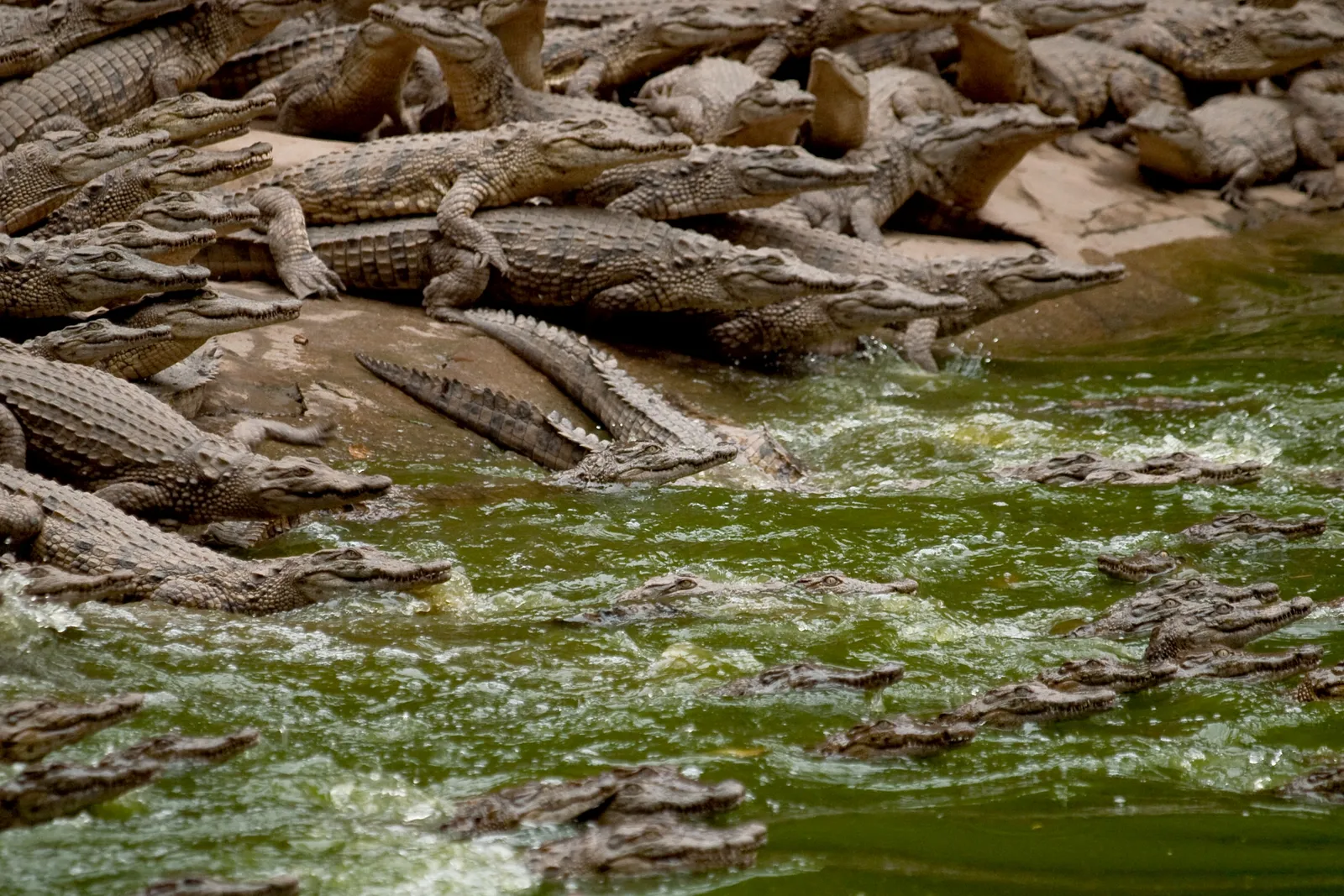 A large group of crocodiles are clustered together in murky green water, with some on land.