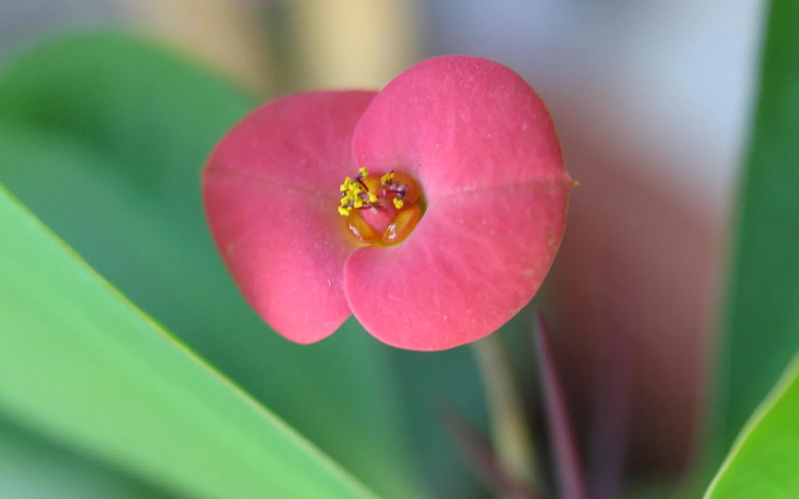Close-up of a bright pink Crown of Thorns flower with yellow stamens at its center.