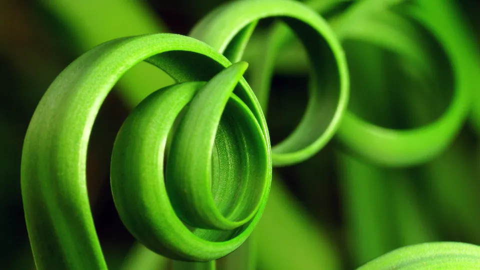 Close-up of bright green, curled fern fronds with a dark background.