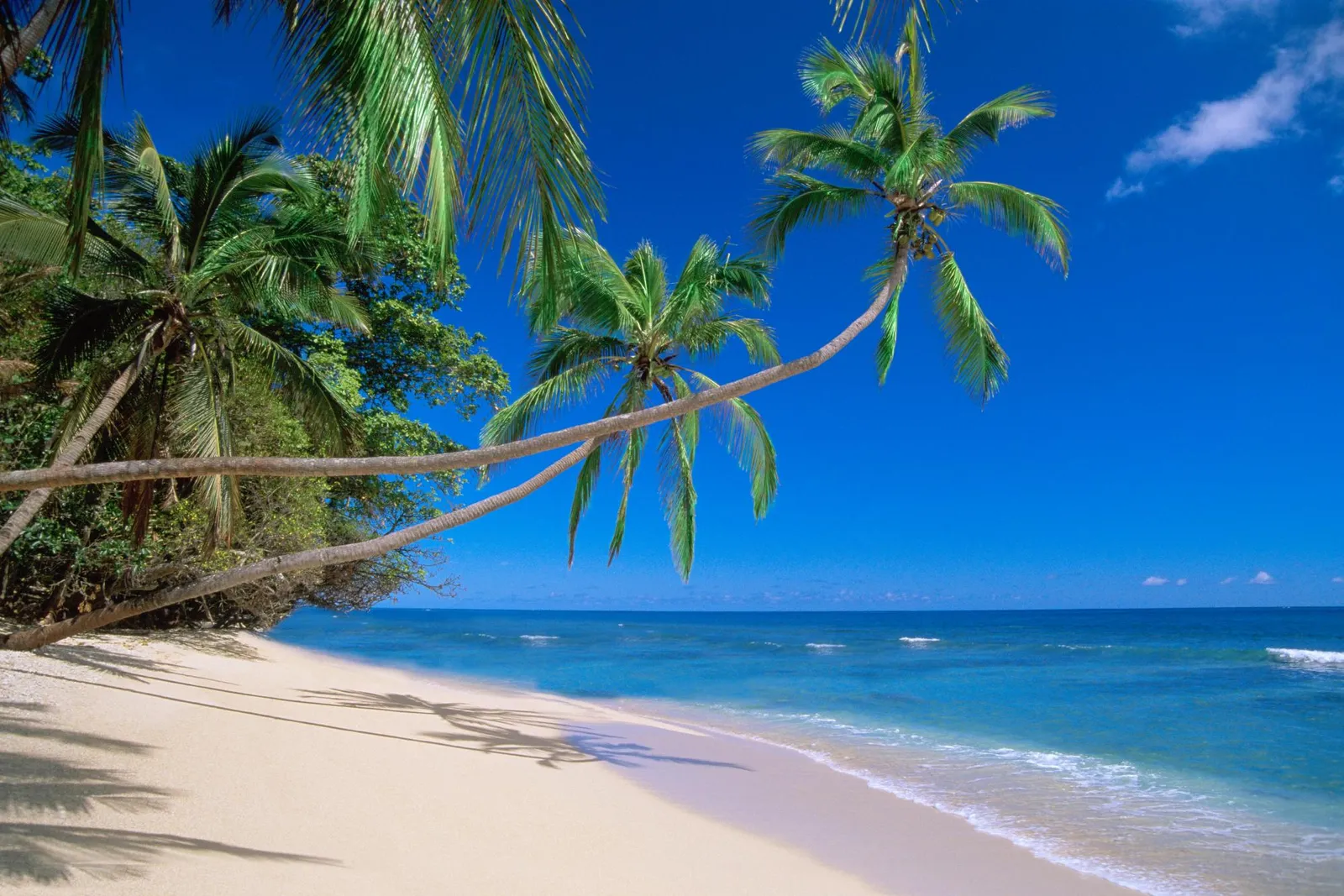 Curved palm trees hang over a white sand beach with turquoise ocean waters.