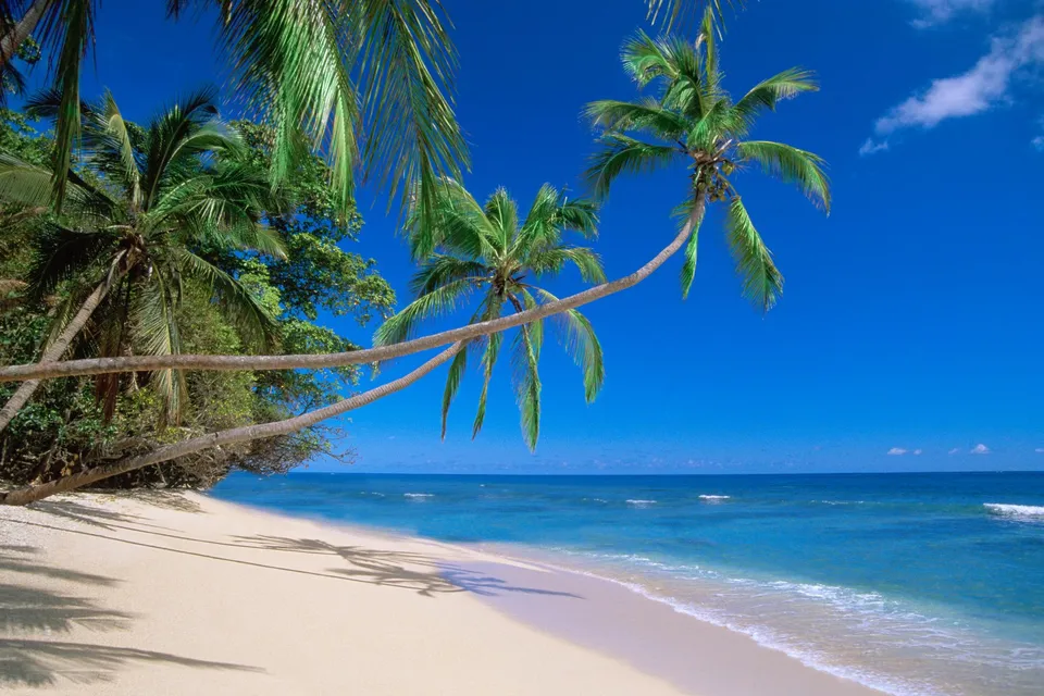 Curved palm trees hang over a white sand beach with turquoise ocean waters.