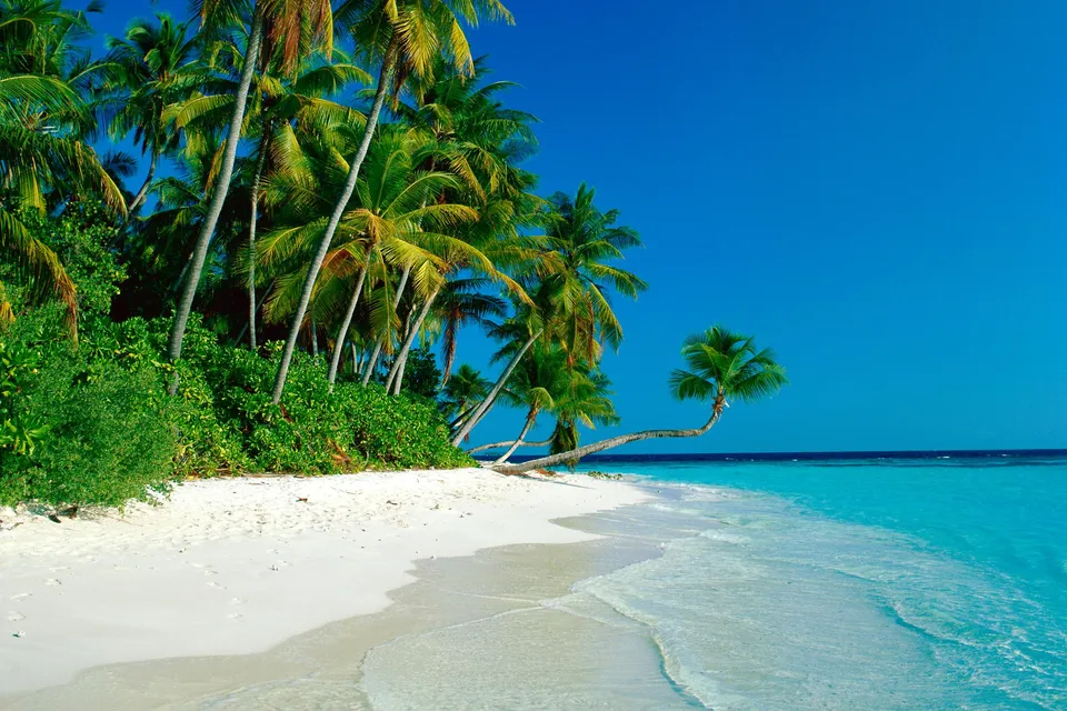 A lone palm tree curves over a white sand beach with turquoise water.