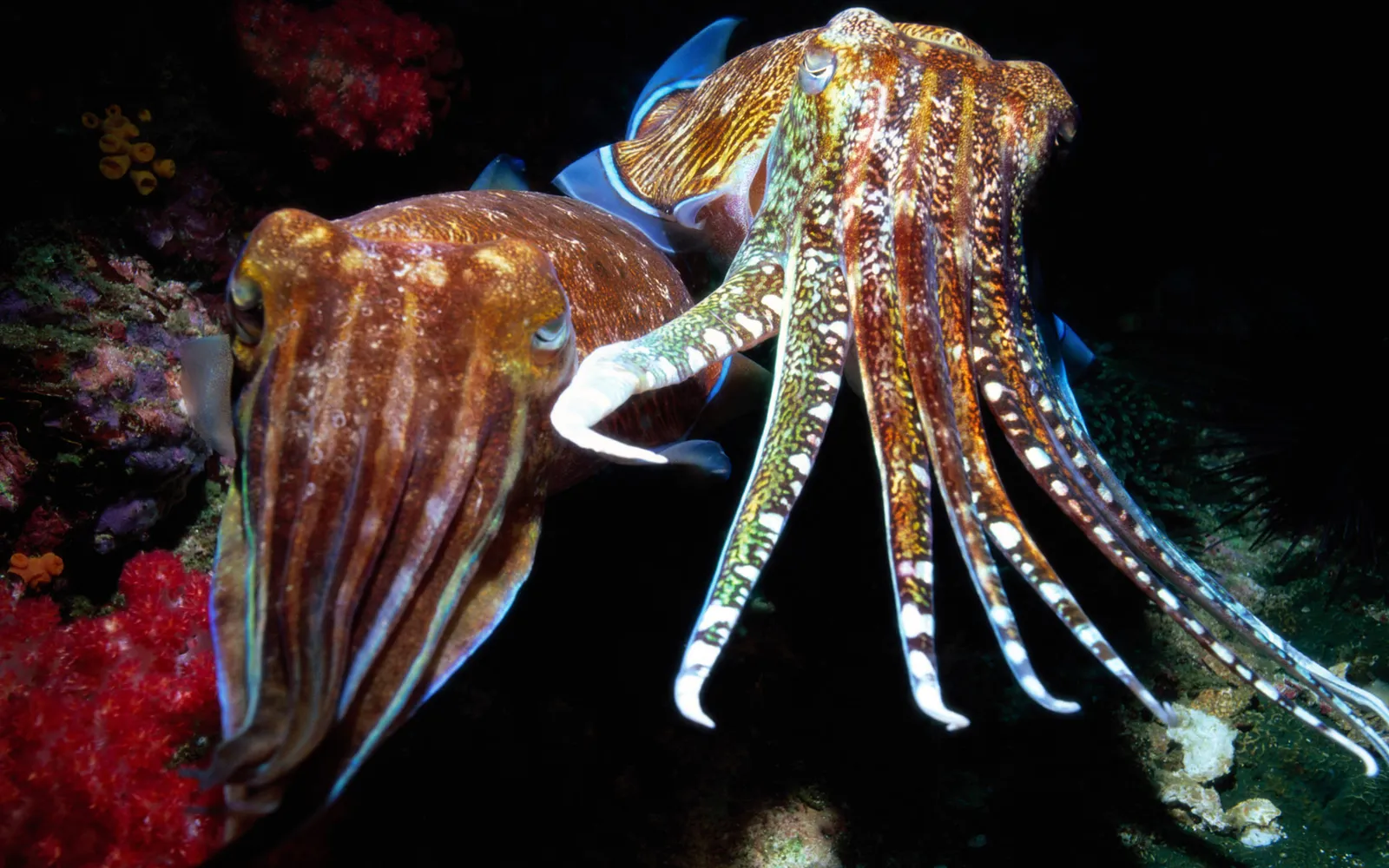 Two cuttlefish with complex patterns on their bodies and tentacles swim near colorful coral.