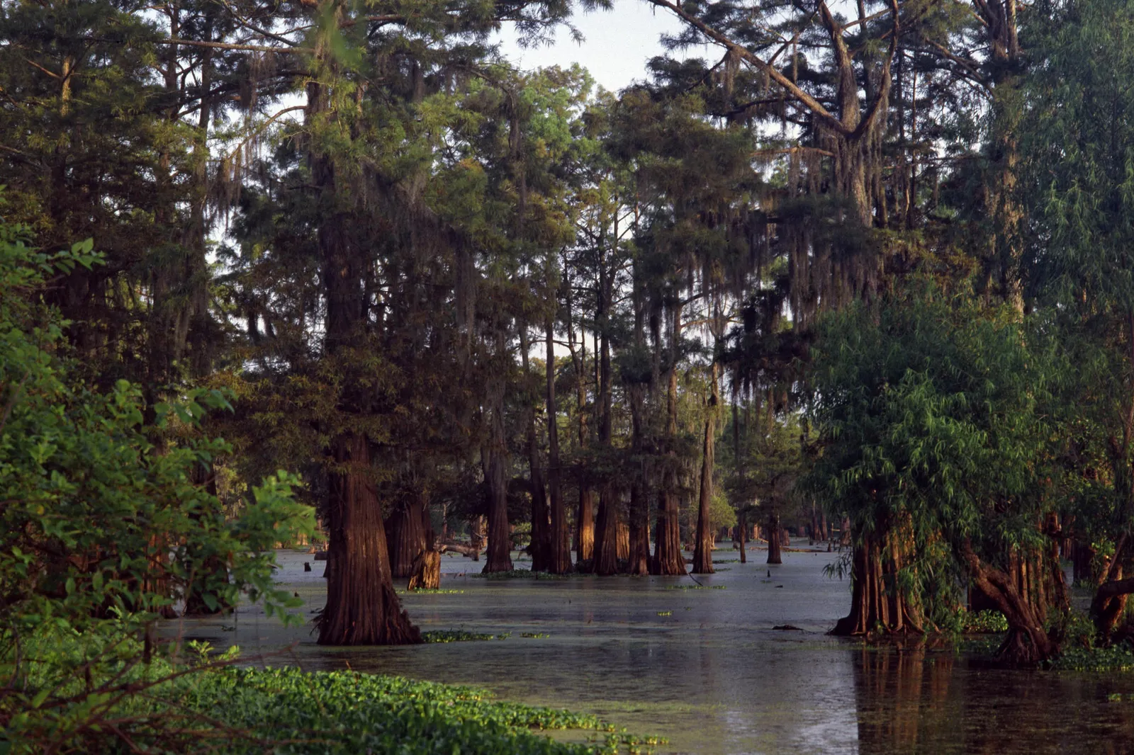 Cypress trees with Spanish moss rise from a misty swamp at sunset.