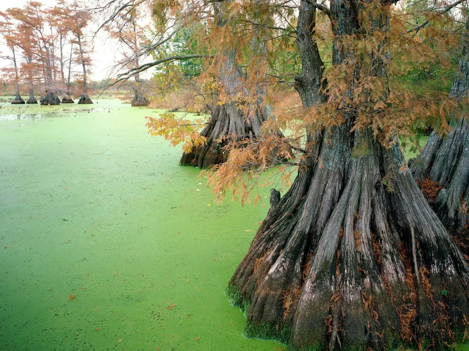 Large cypress trees with exposed roots stand in a swamp covered with bright green algae.