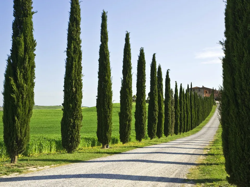 A gravel road curves through green fields, bordered by a long avenue of tall cypress trees under a clear blue sky.