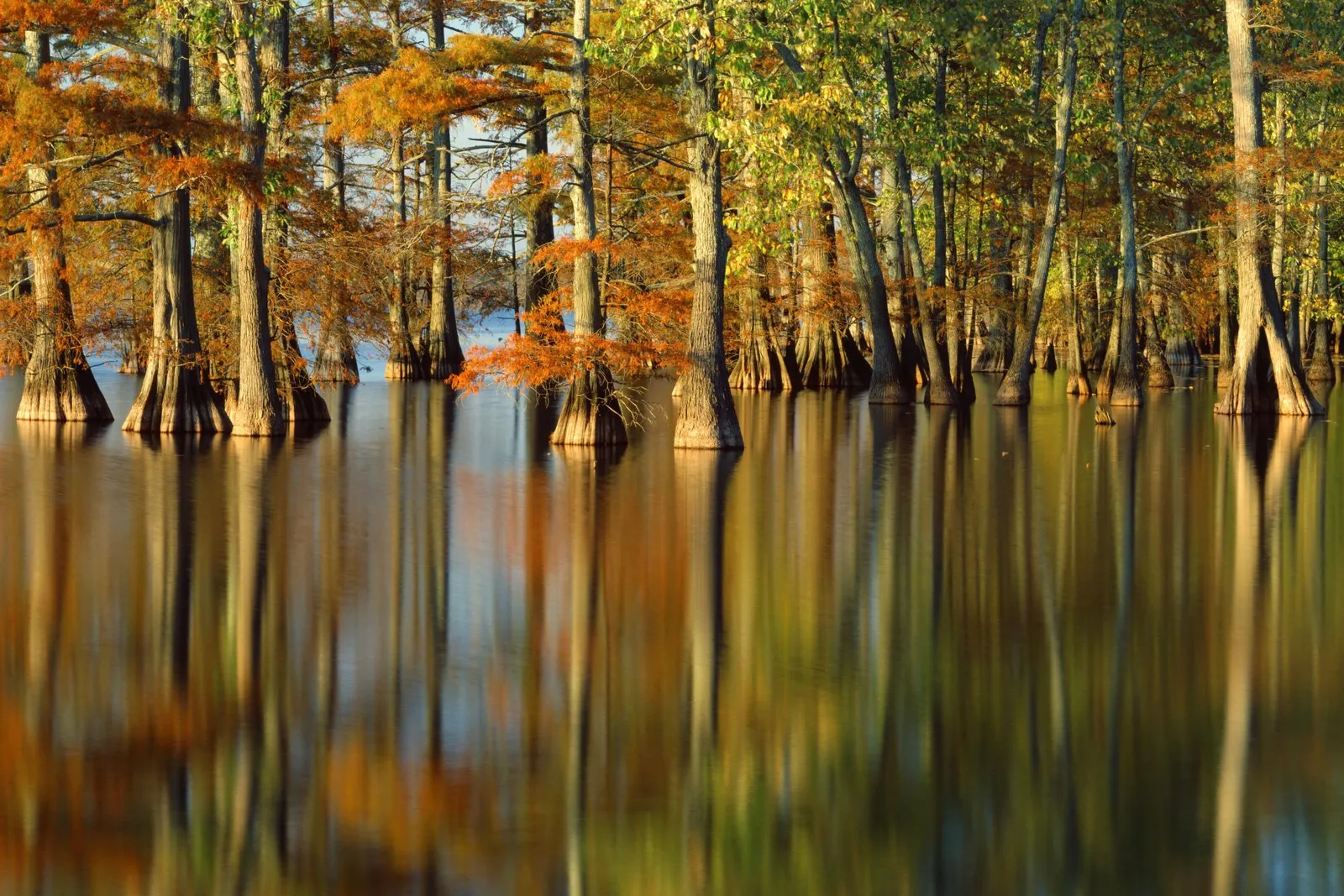 Cypress trees with autumn foliage stand in calm water, their reflections creating a mirror image.