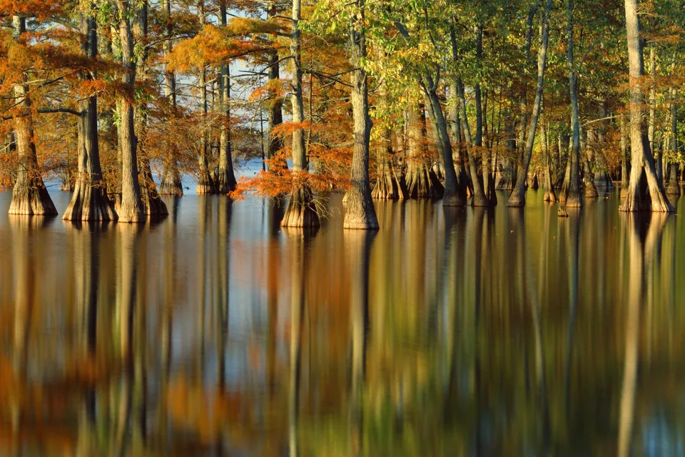 Cypress trees with autumn foliage stand in calm water, their reflections creating a mirror image.
