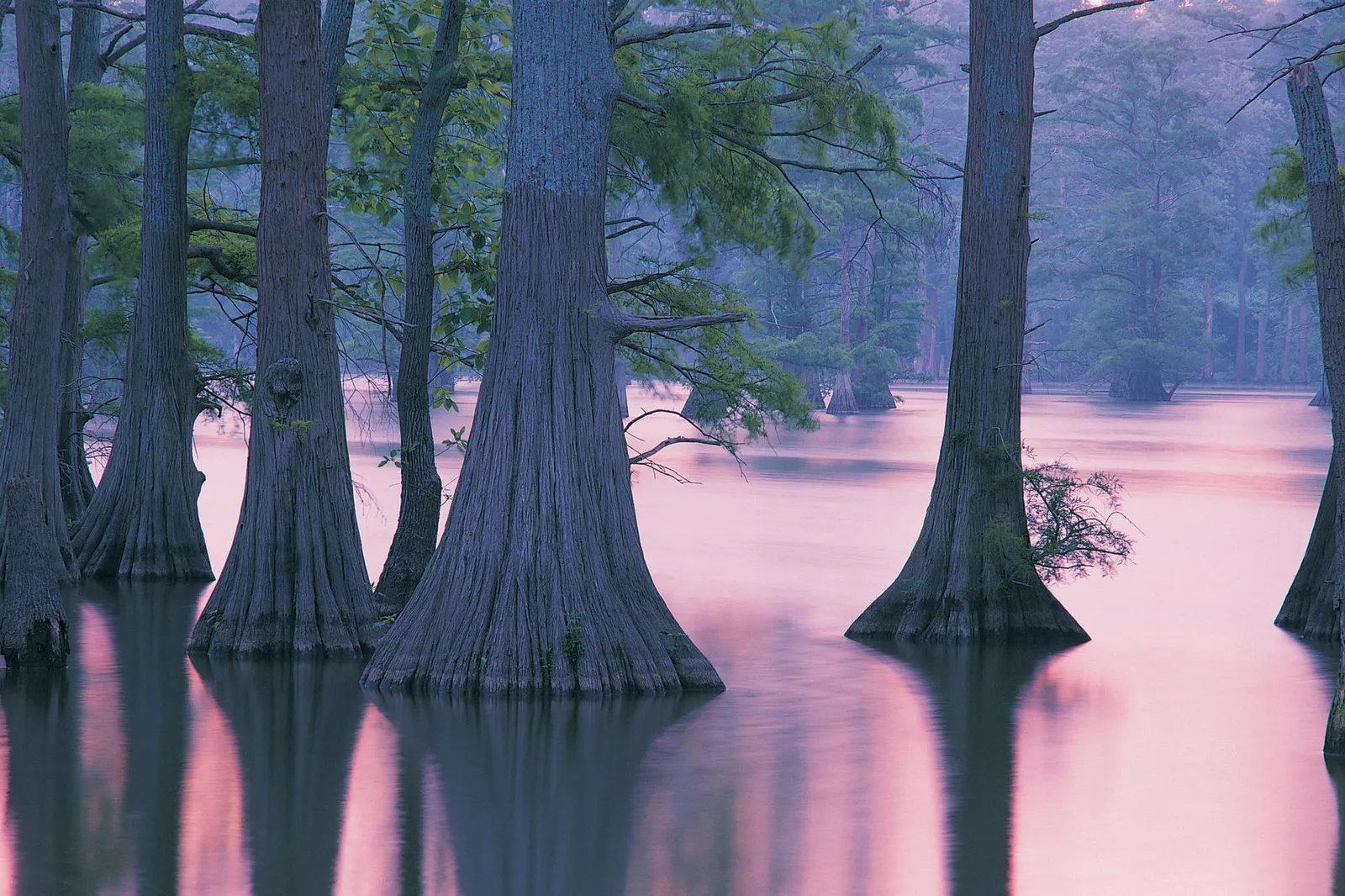 Cypress trees with buttressed bases stand in shallow, pink-tinted water, shrouded in mist.