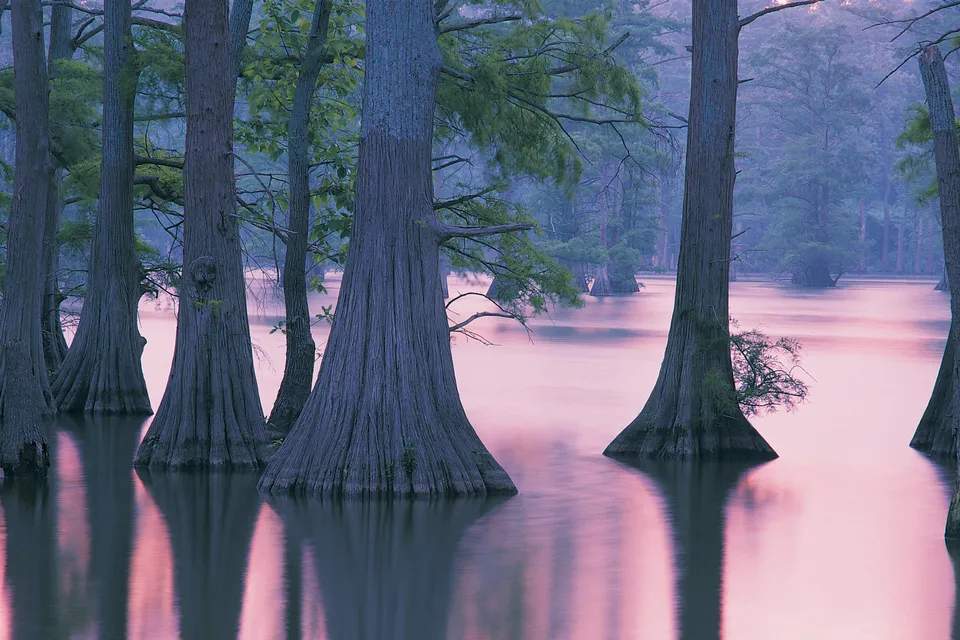 Cypress trees with buttressed bases stand in shallow, pink-tinted water, shrouded in mist.