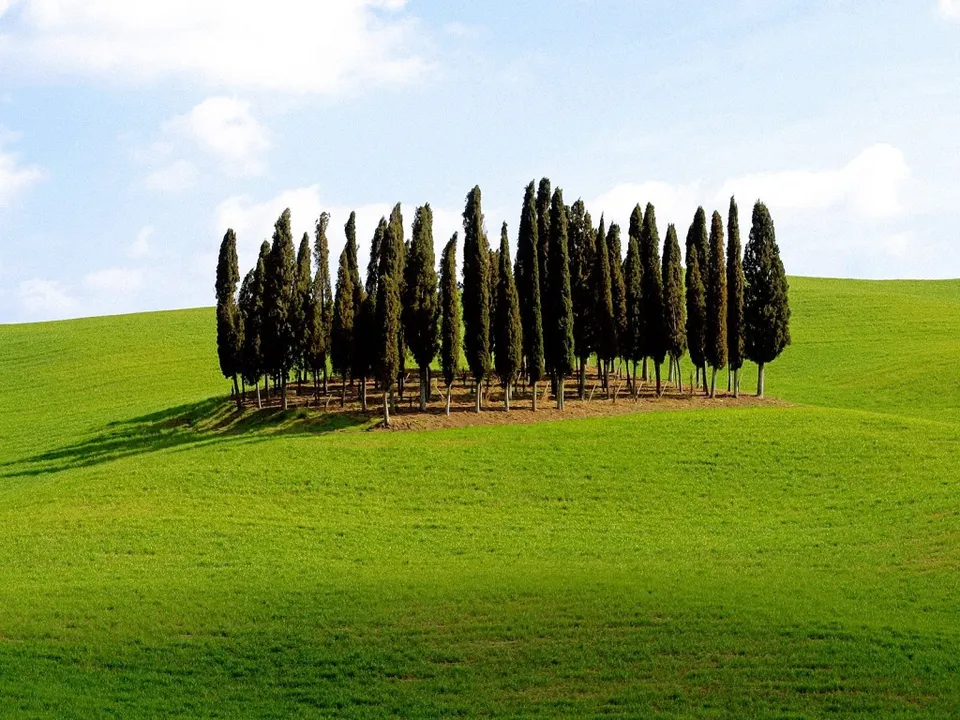 A cluster of tall cypress trees stands on a vibrant green, rolling hillside under a partly cloudy blue sky.