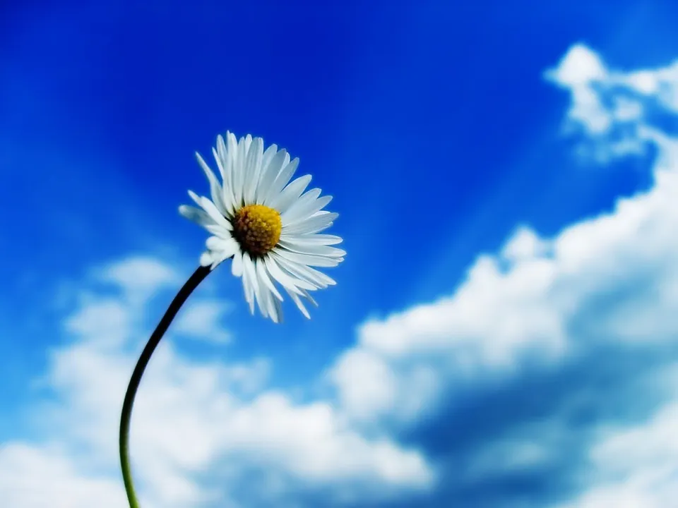 A single white daisy with a yellow center stands tall against a vibrant blue sky with fluffy white clouds.