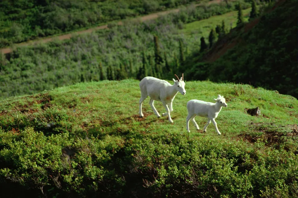 A mother and lamb Dall sheep walk across a lush green grassy hill with trees in the background.