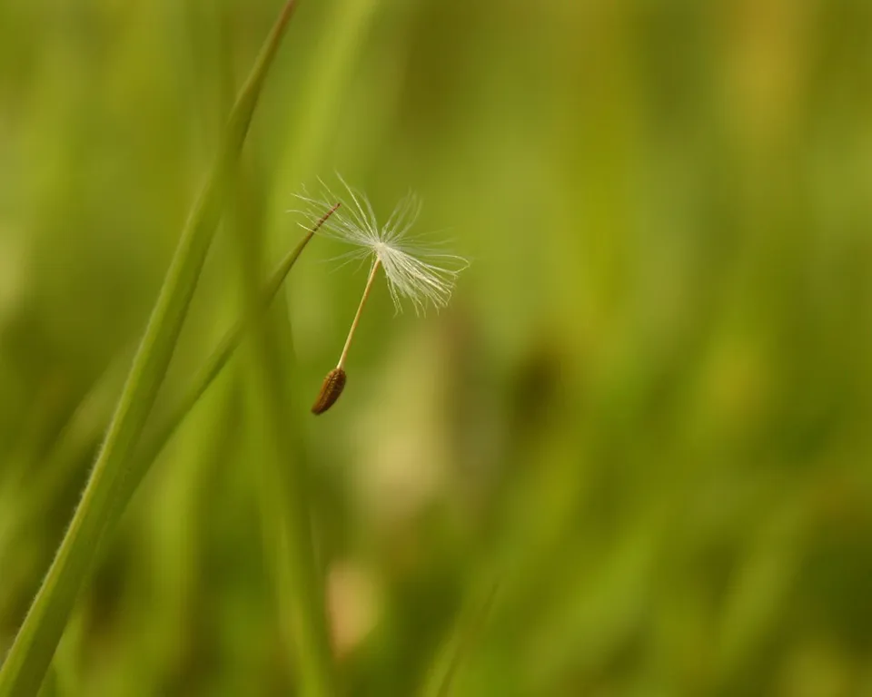 A single dandelion seed with its parachute is suspended in the air against a blurred green background.