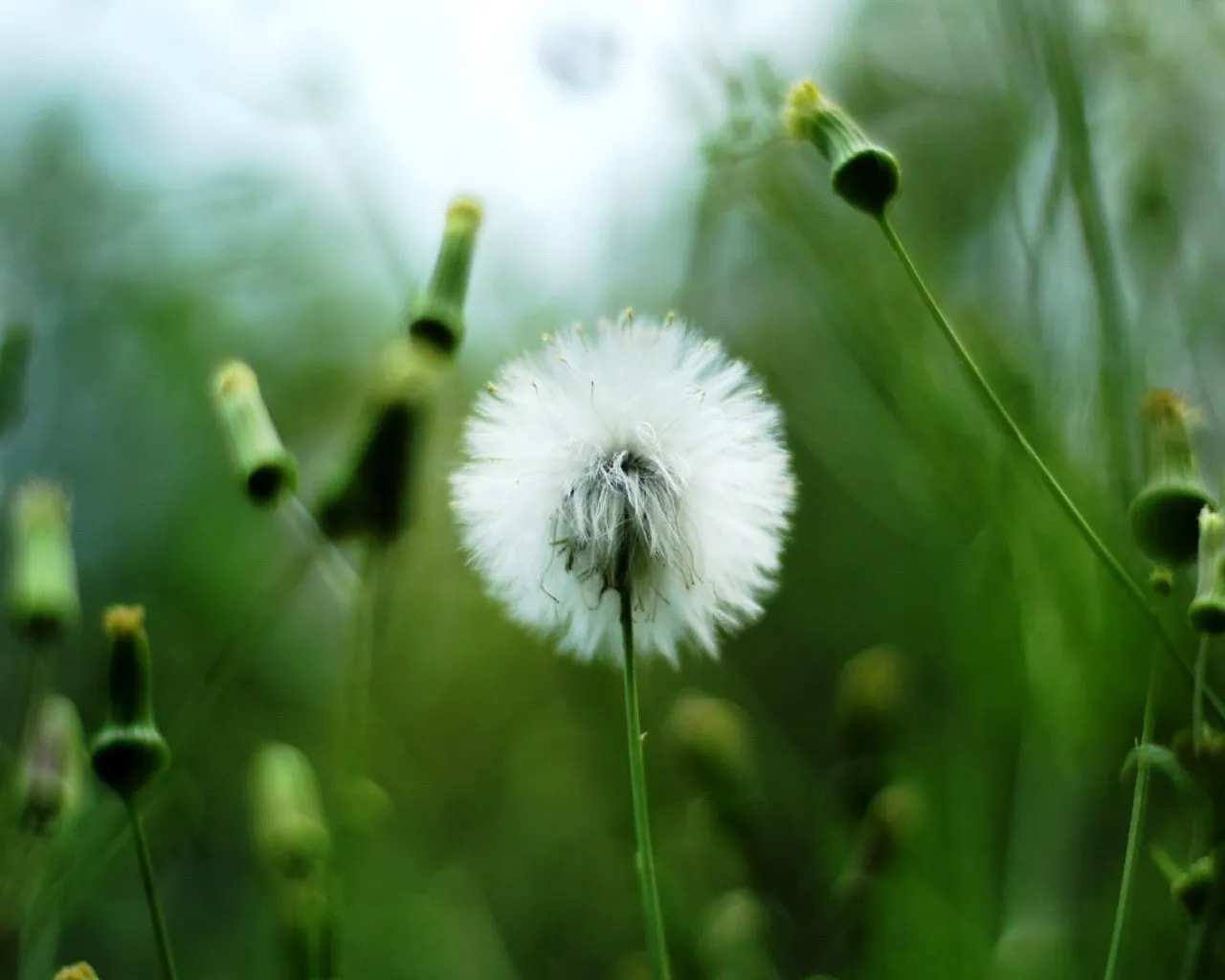 A close-up of a white dandelion seed head with green stems and buds in the background.