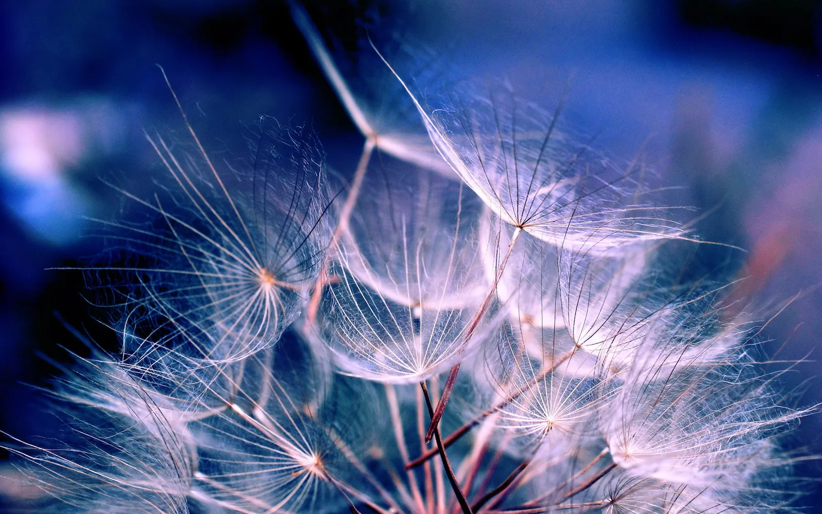Close-up macro shot of dandelion seeds with their feathery parachutes against a blurred blue background.