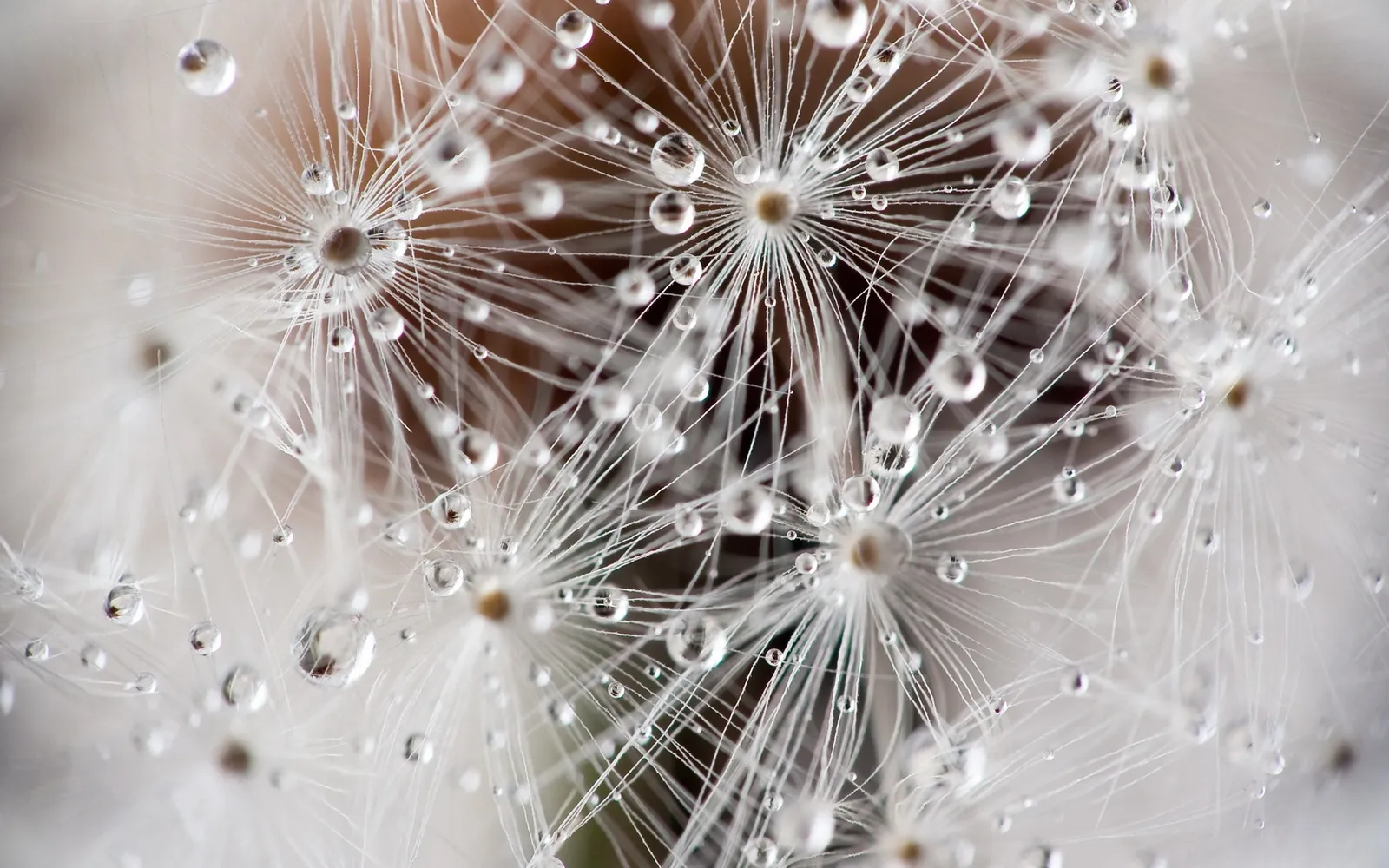 Close-up of dandelion seeds covered in small water droplets, with delicate white filaments radiating outwards.