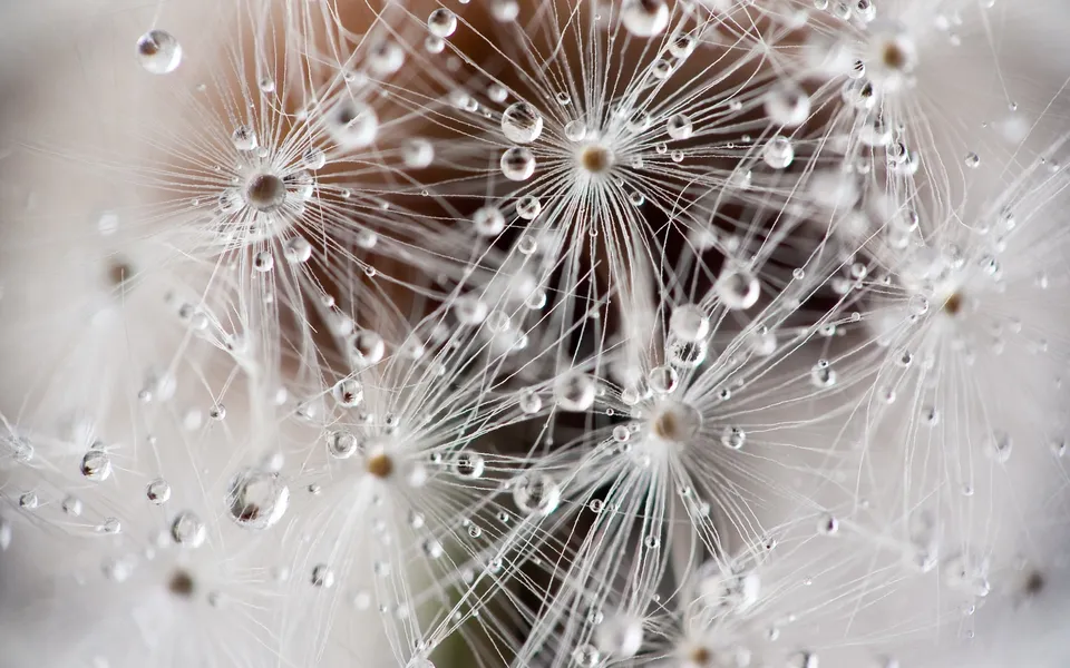 Close-up of dandelion seeds covered in small water droplets, with delicate white filaments radiating outwards.