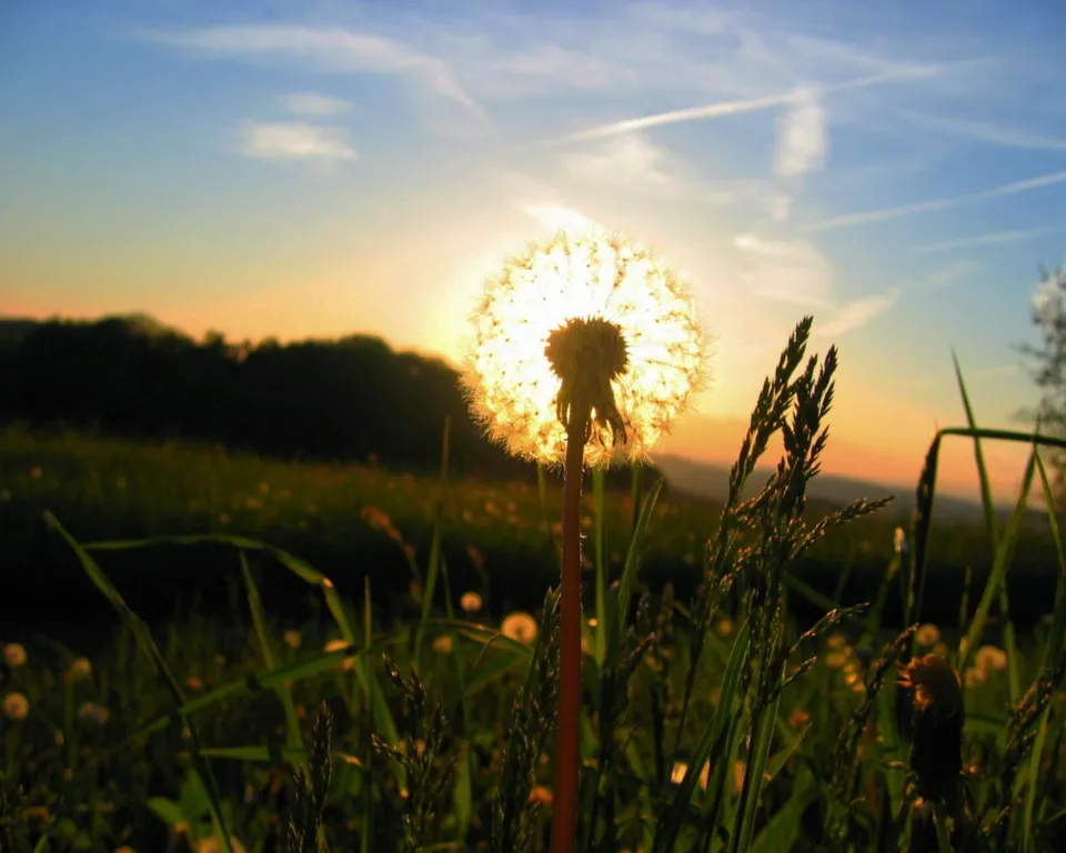 A close-up of a dandelion seed head backlit by the setting sun, with a field and sky in the background.