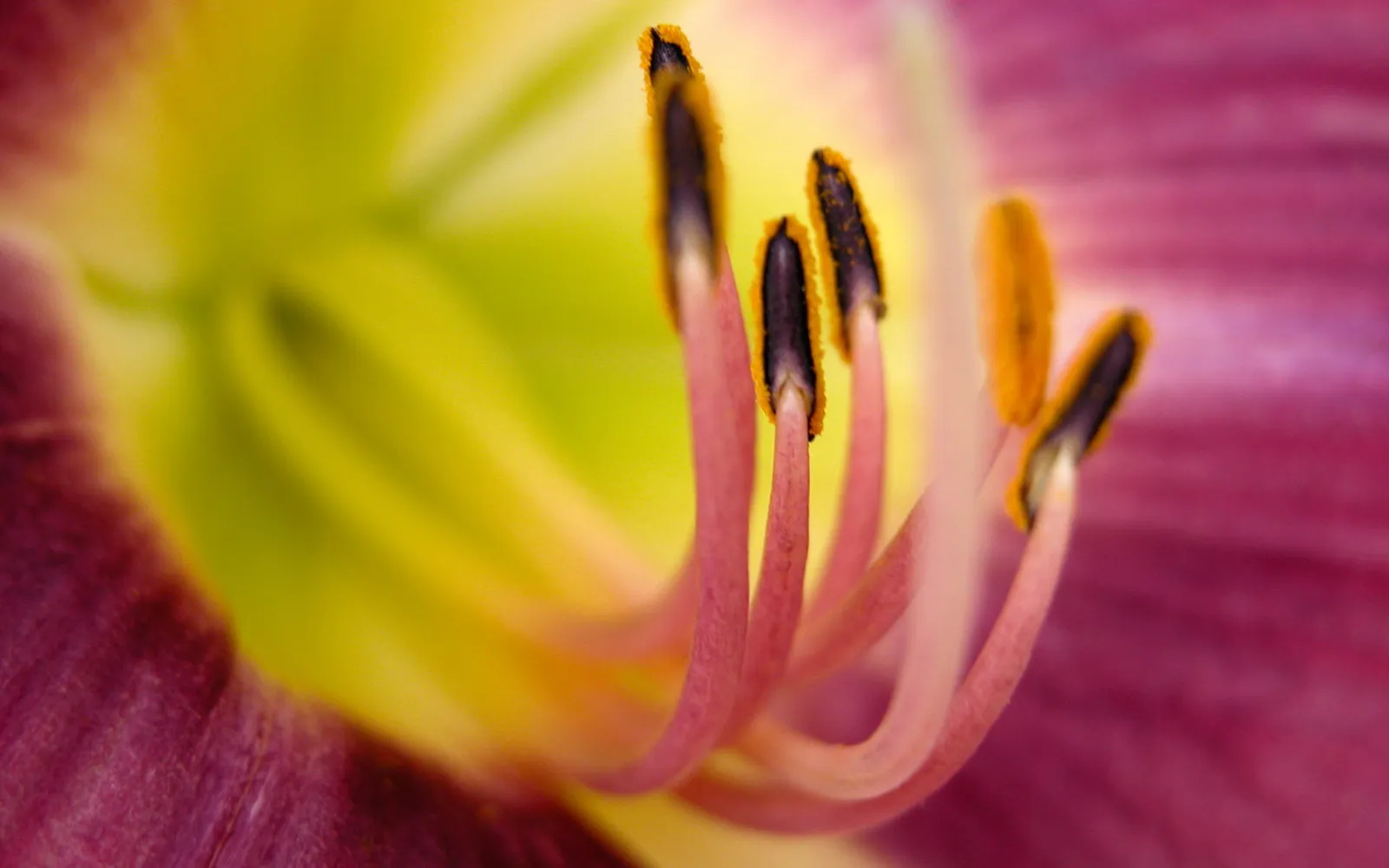 Macro view of the stamen and pistil of a purple and yellow daylily.
