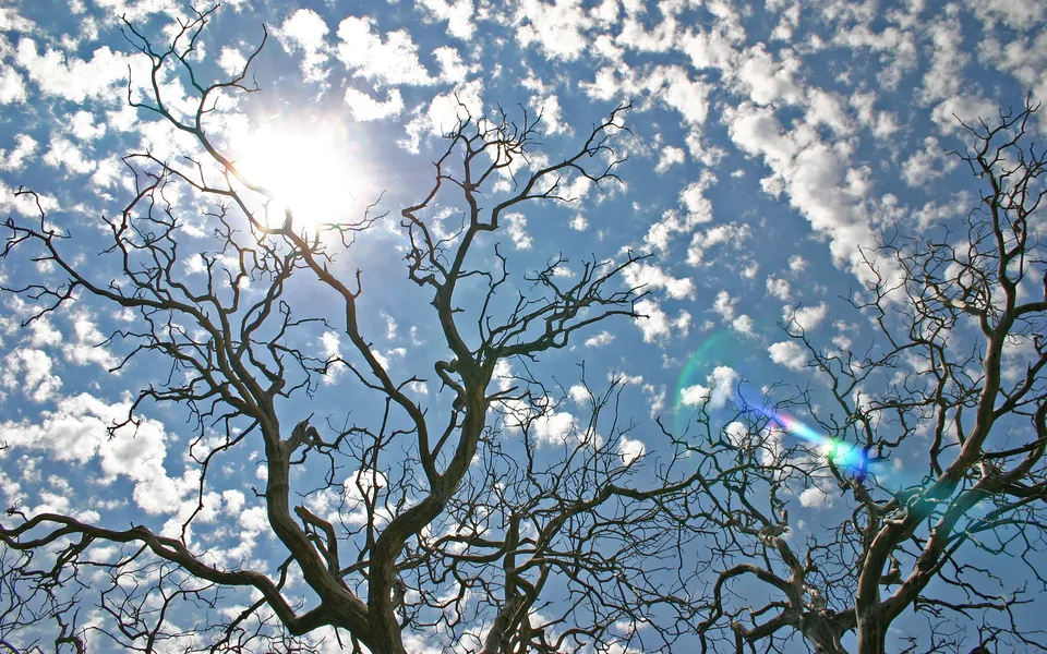 Silhouetted bare tree branches against a bright blue sky with scattered white clouds and sun flare.