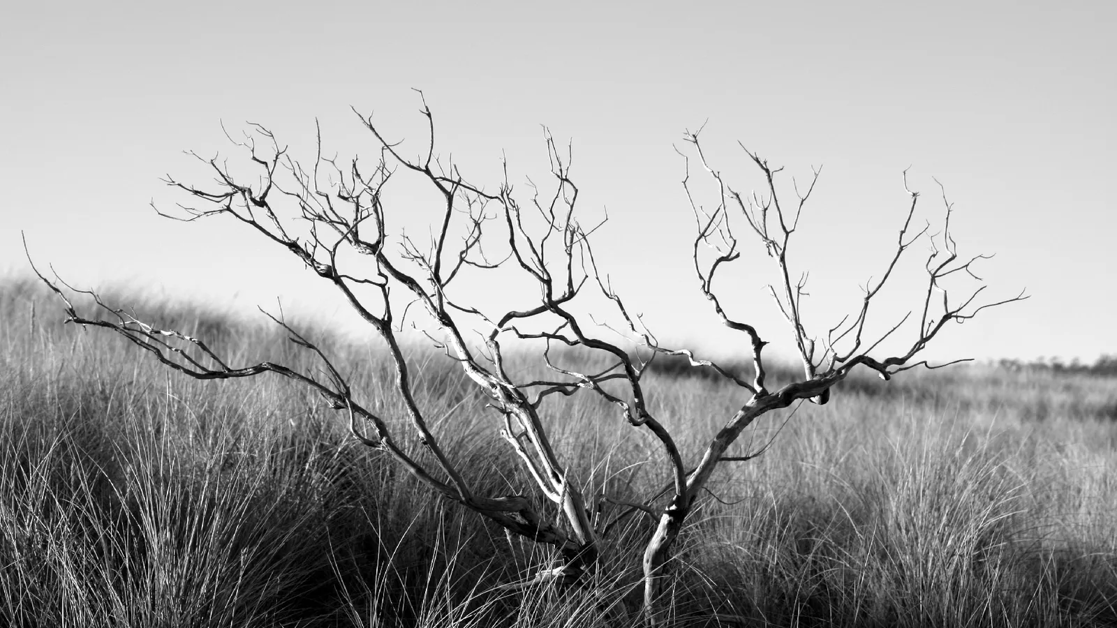 A stark, leafless tree with intricate branches stands in a field of tall, dry grass under a clear sky.