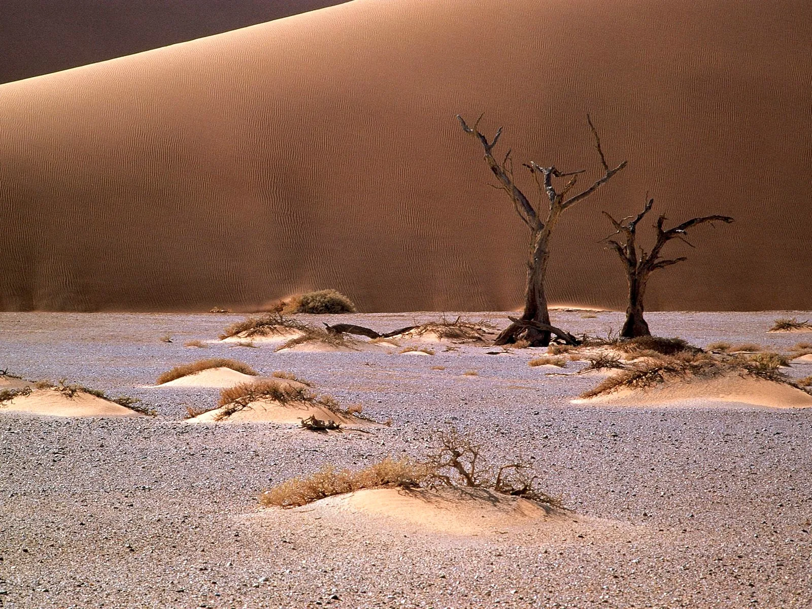 Two ancient, skeletal trees stand in a vast desert landscape with a massive sand dune in the background.