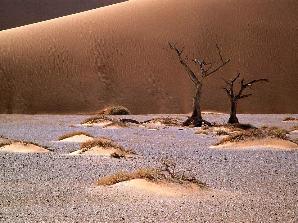 Two ancient, skeletal trees stand in a vast desert landscape with a massive sand dune in the background.