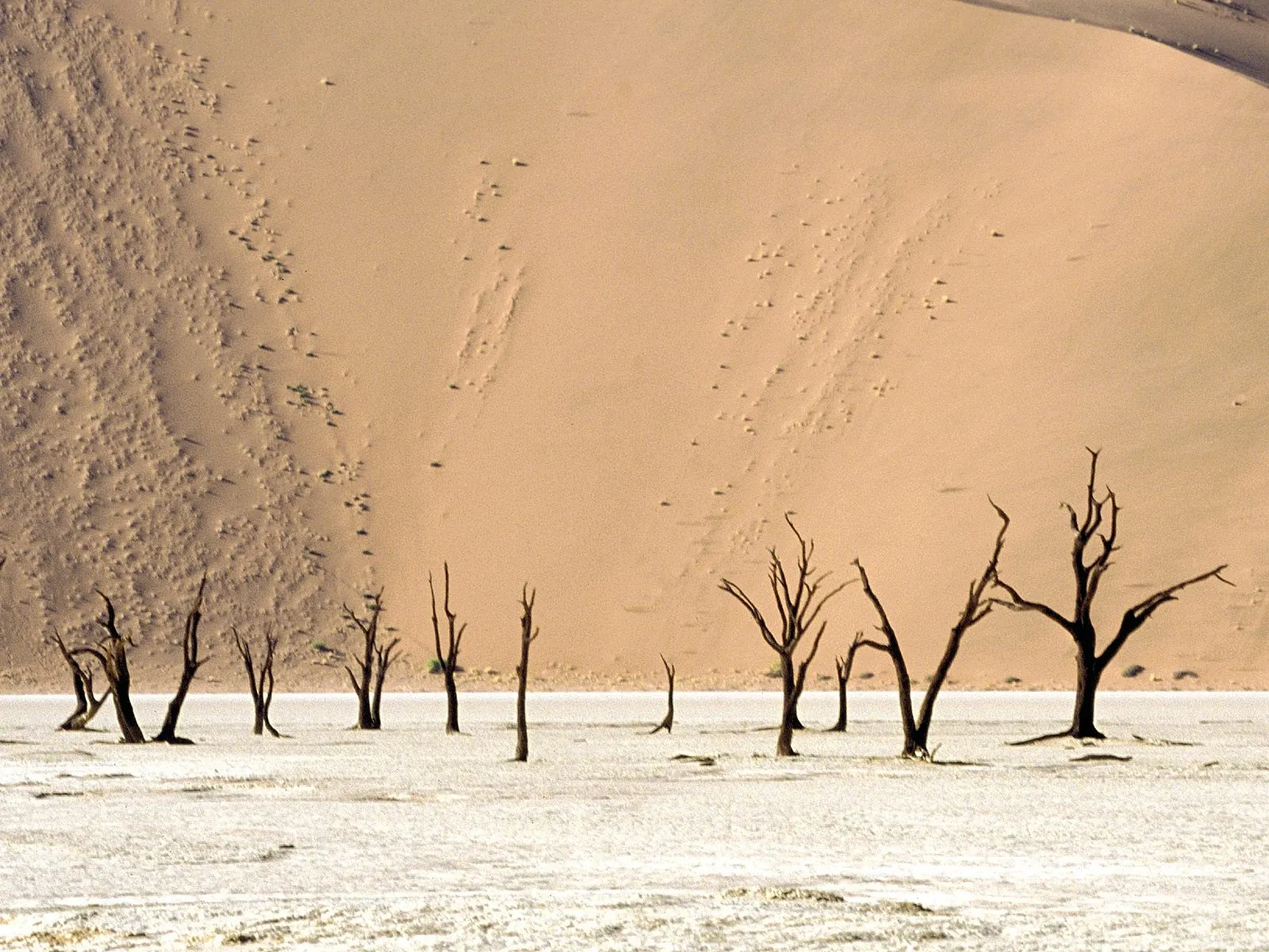 Silhouetted dead trees stand in a white, cracked salt pan with large sand dunes in the background.