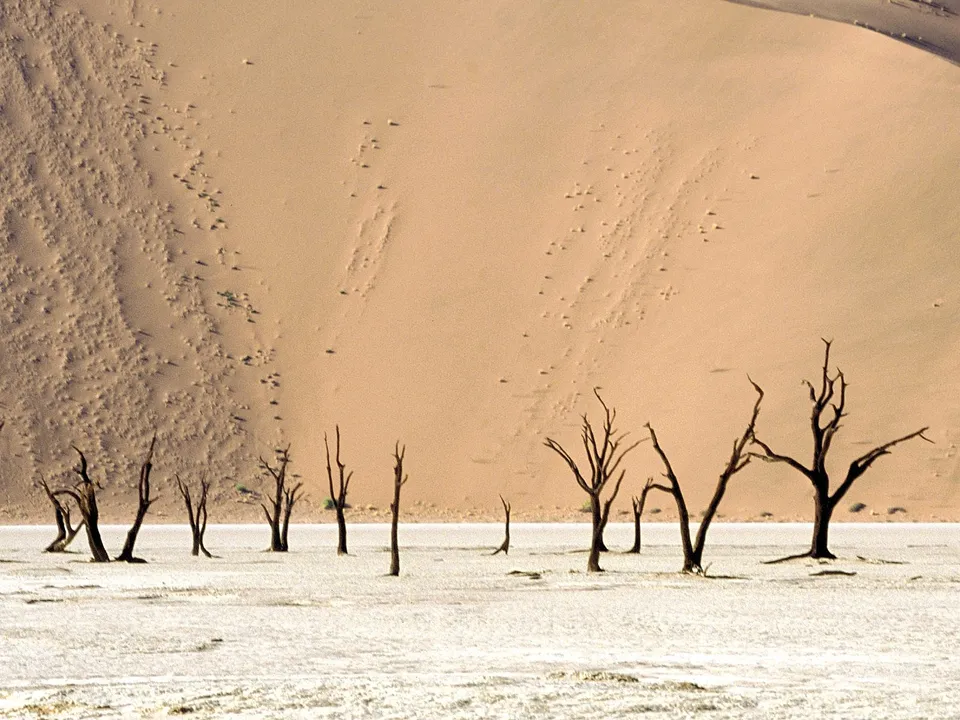 Silhouetted dead trees stand in a white, cracked salt pan with large sand dunes in the background.