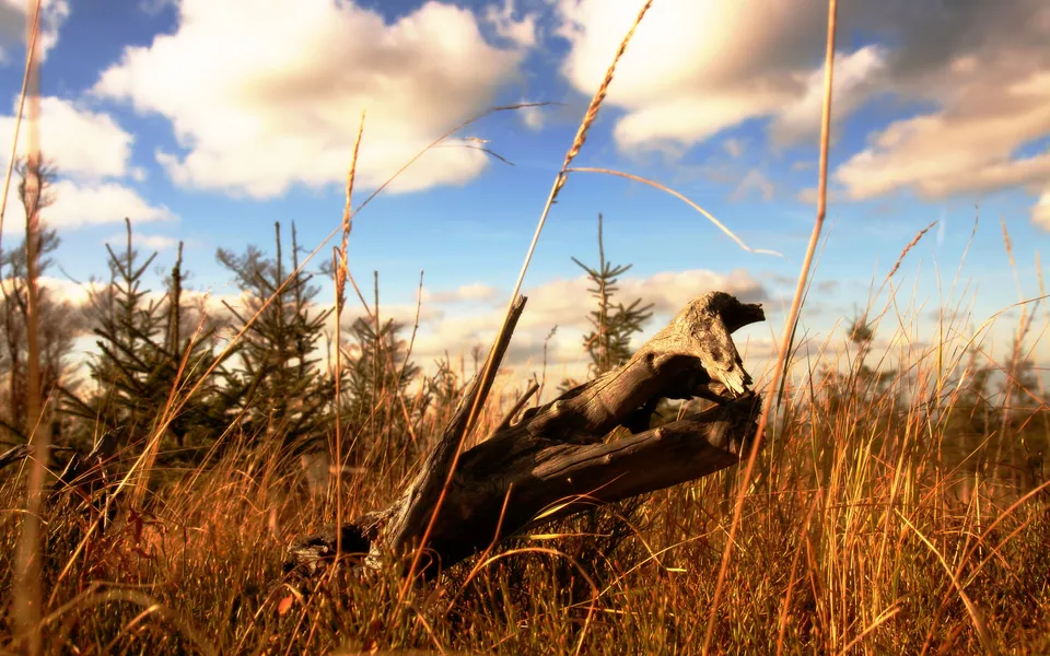 A gnarled piece of deadwood lies in dry grass with young pine trees and a cloudy blue sky in the background.