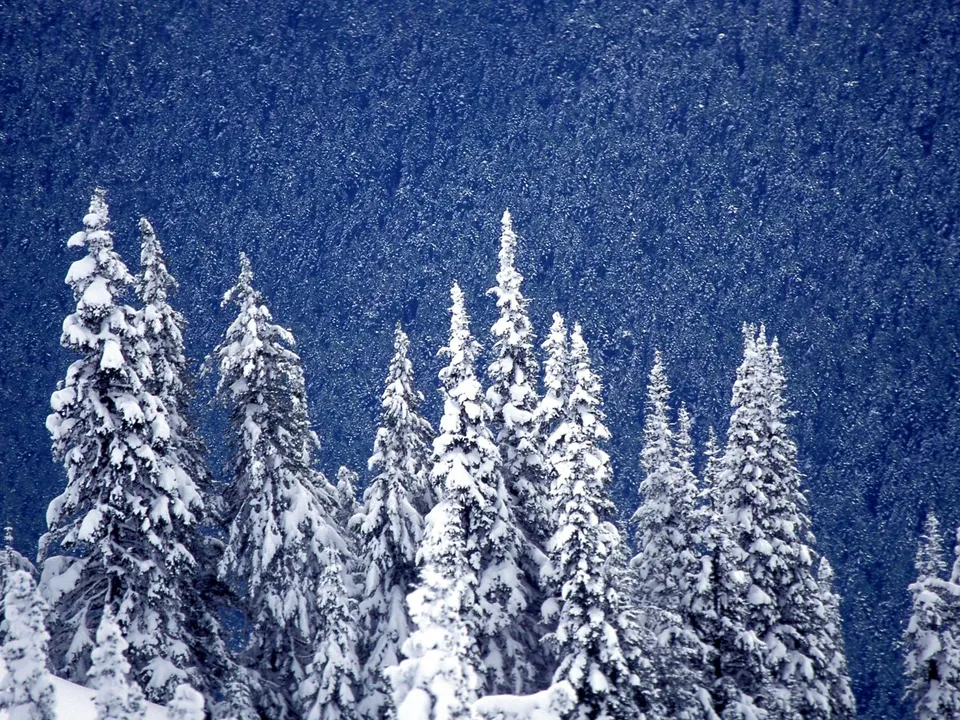 Tall evergreen trees covered in snow against a deep blue winter sky.