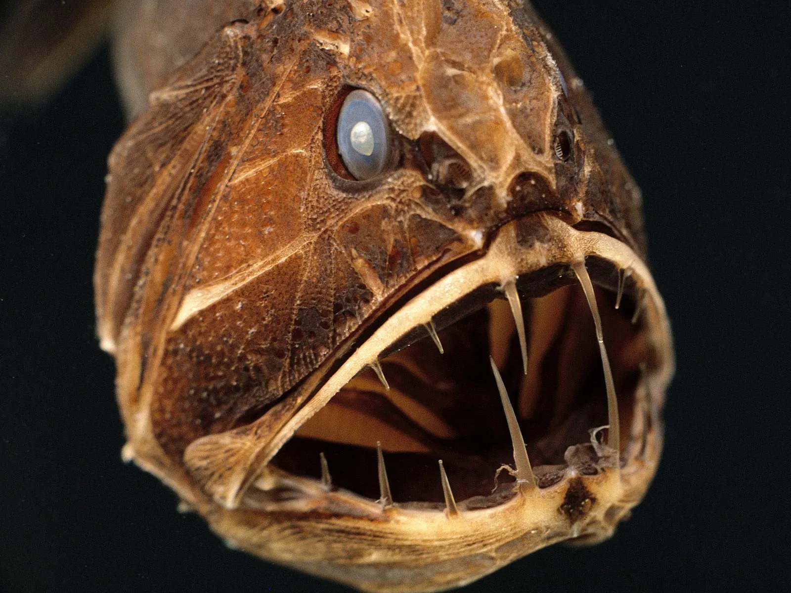 Close-up of a deep-sea fish with large, sharp teeth and a single blue eye.