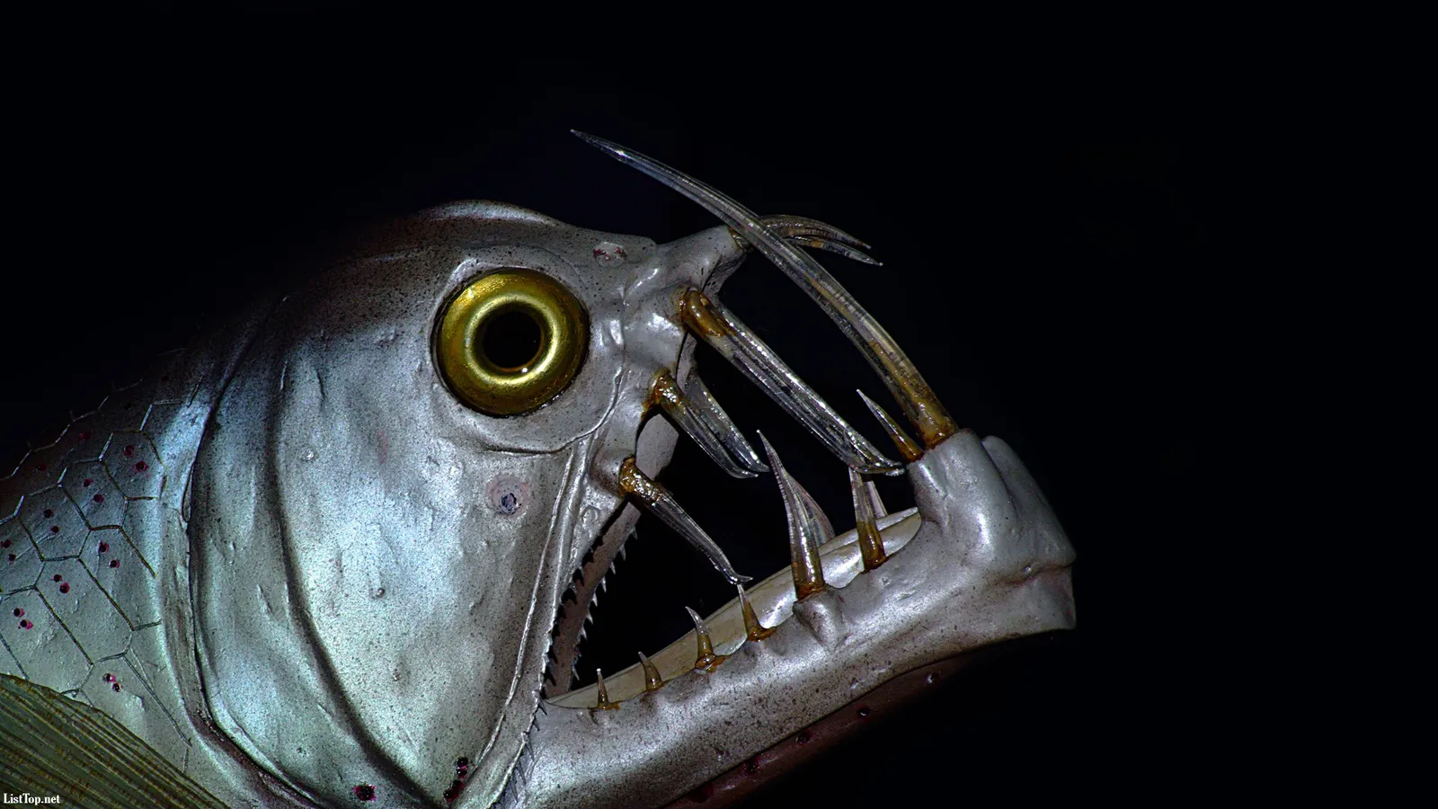 Close-up of a deep-sea fish with a large golden eye and sharp, needle-like teeth.