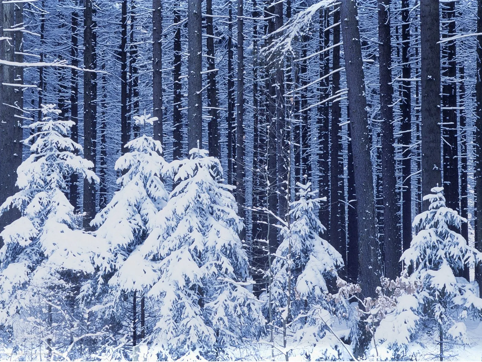 Snow-covered pine trees in a dense forest.