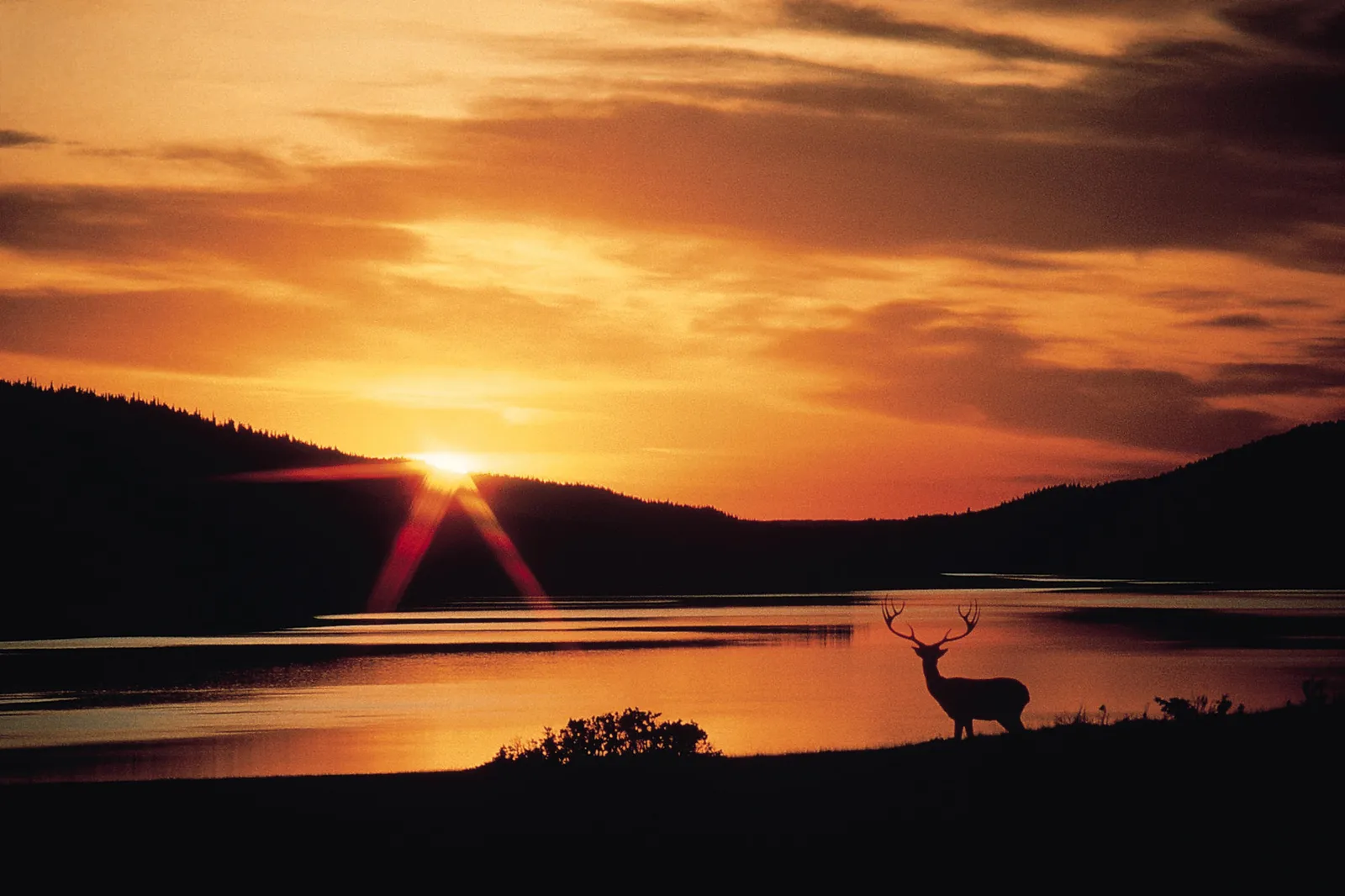 A majestic deer stands silhouetted on a grassy hill overlooking a calm lake during a vibrant sunset.