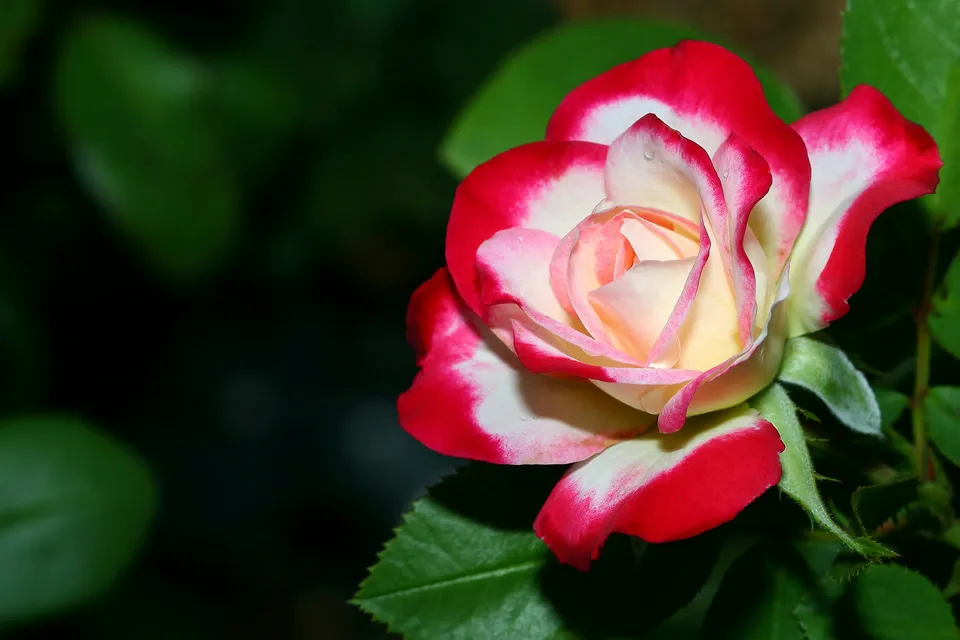 Close-up of a delicate rose with white and pink petals edged in red, with green leaves in the background.