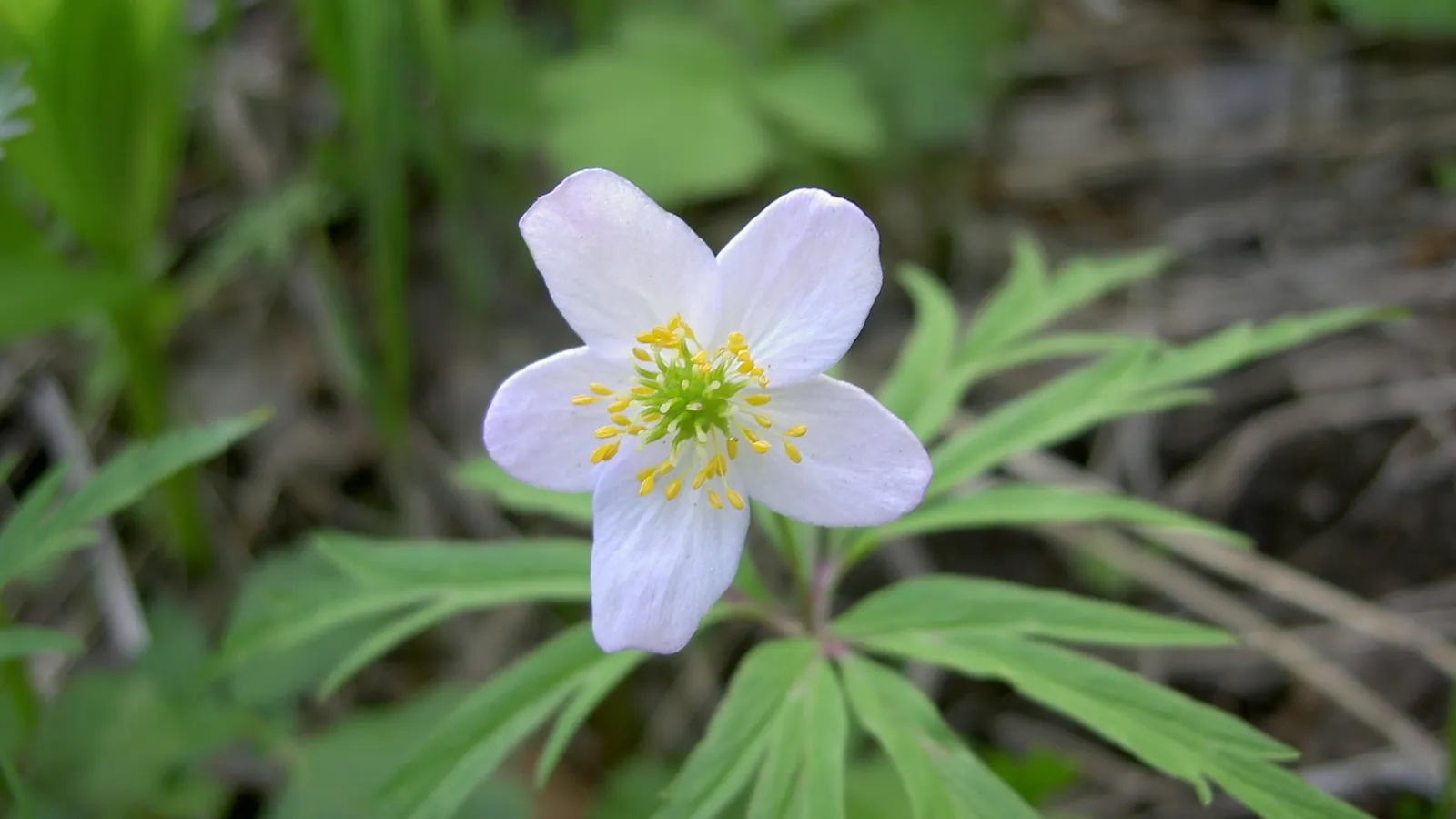 A single white wood anemone flower with delicate petals and bright yellow stamens is in focus.