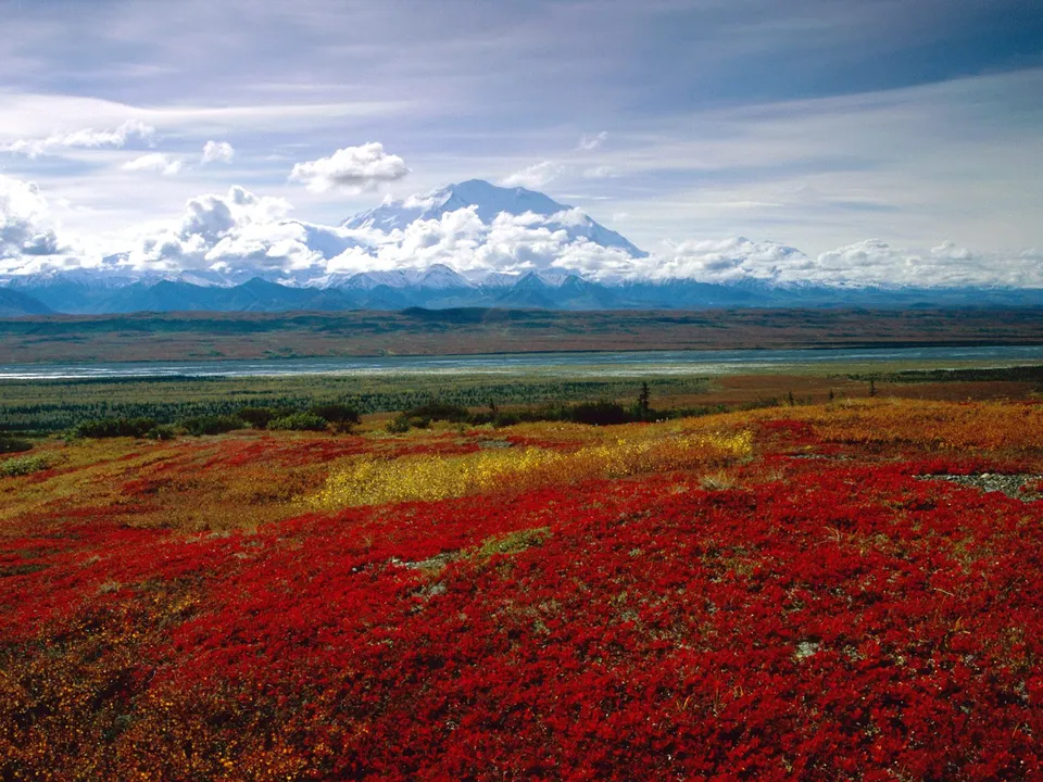 A vast landscape with red and yellow foliage in the foreground and Denali mountain in the background under a cloudy sky.