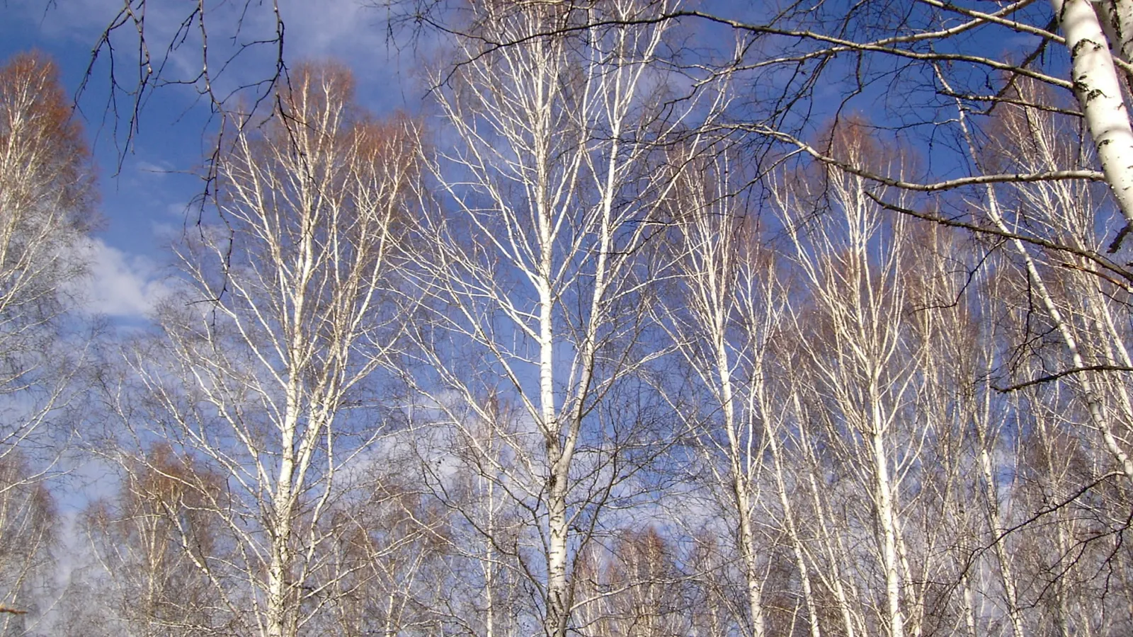 A dense stand of birch trees with stark white trunks against a vibrant blue sky with a few clouds.